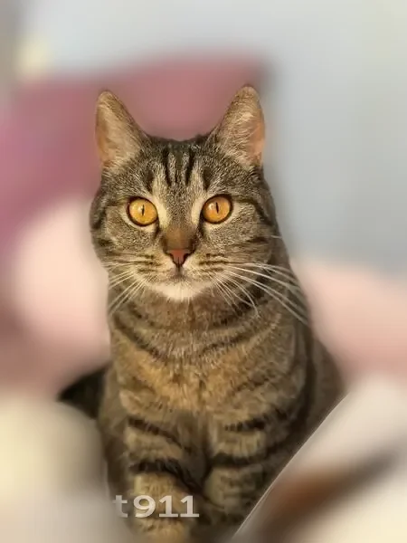 Пропала кошка, Соколово, П/20, Соколово — окрас таби, жёлтые глаза - photo