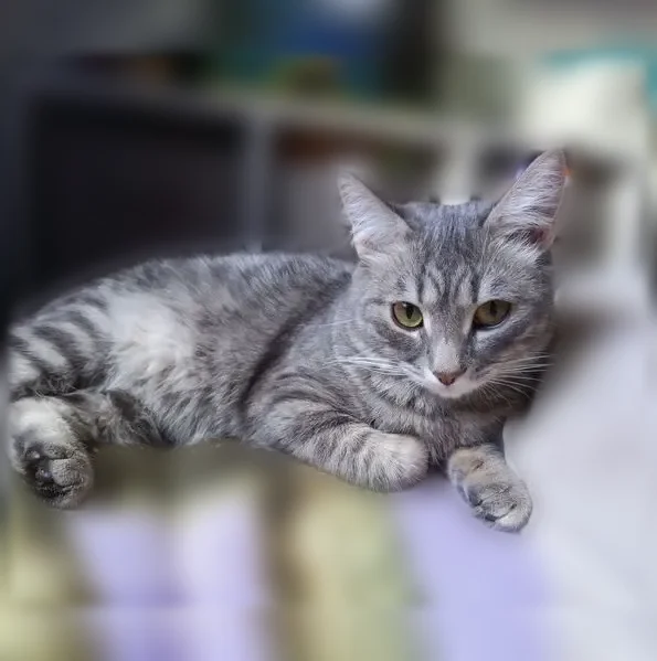 Пропала кошка, улица Сеченова, 1, Новокузнецк — светло-серая, жёлтые глаза, буква М на лбу - photo