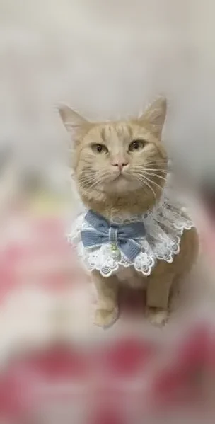 Пропала кошка, Вадинская улица, 11, Пенза — светло-персиковая, стерилизована - photo