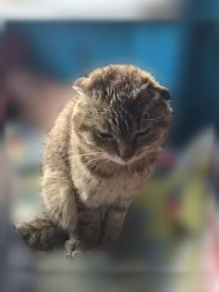 Пропала кошка, Дорожная улица, Донской — трёхцветная вислоухая, неуверенная походка - photo