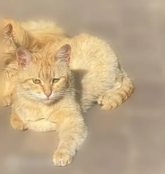 Пропала кошка, Самара, Самарская область, Самара — очень напуган, рана на шее, откликается на кличку «Рыжик» - photo