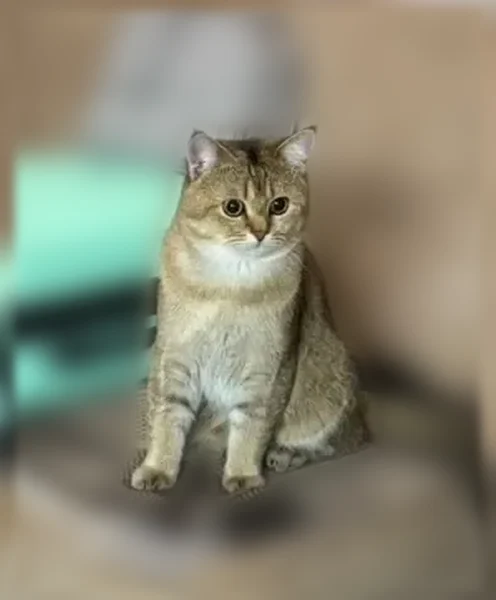 Пропала кошка, Бор, Нижегородская область — молодой котик, очень худой, грудка белая - photo