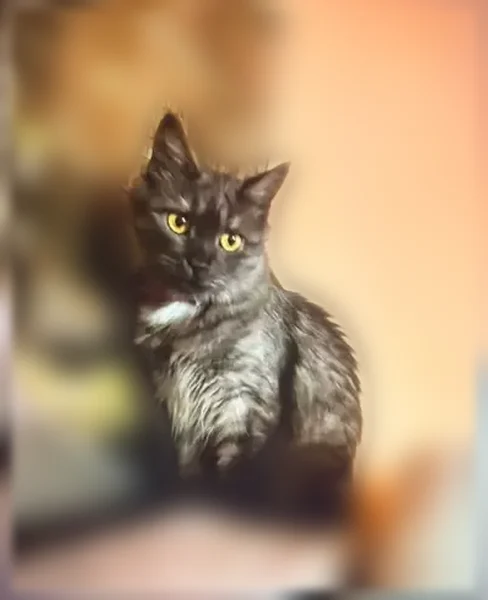 Пропала кошка, Балашов-3, 16, Балашов — пушистая, с розовым ошейником - photo
