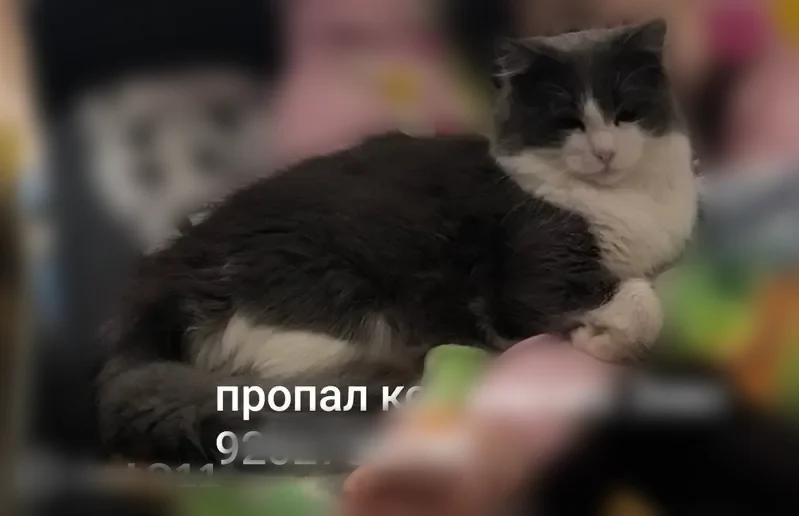 Пропала кошка, улица Макаренко, Тула - photo