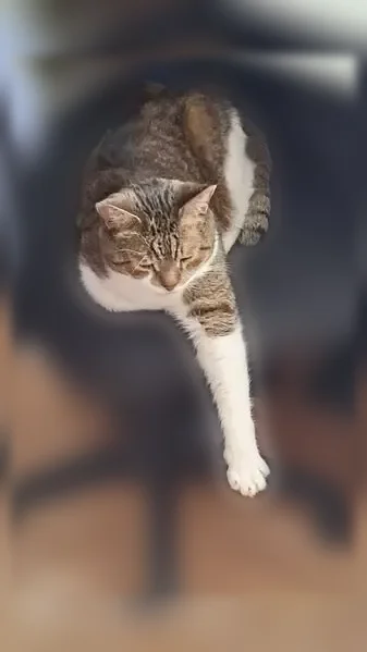 Пропала кошка, улица Плещеева, 3, Москва — старенький, 12 лет, слепой на один глаз - photo