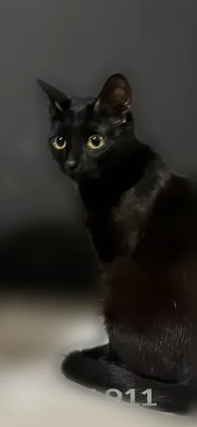 Пропала кошка, улица Кирова, 131, Новокузнецк — черная, с белым пятнышком на груди - photo