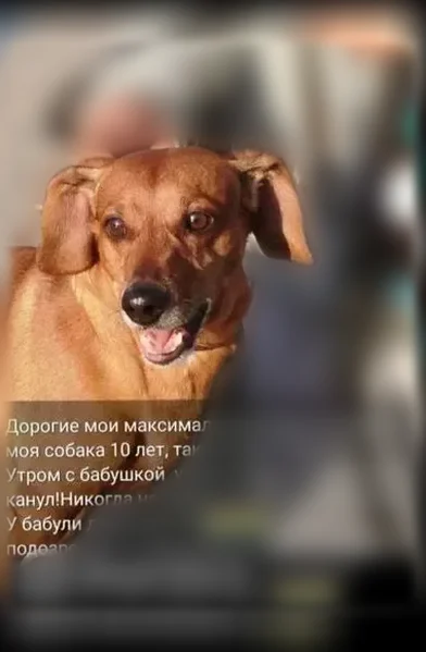 Пропала собака, Челюскинцев, Астрахань — старенький, с возрастной проблемой глаз - photo