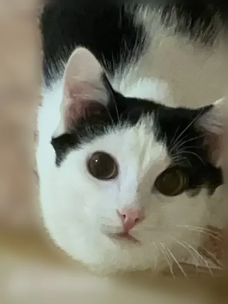 Пропала кошка, Ленина, д. 50, Ханты-Мансийск — очень ласковая, двухцветная - photo
