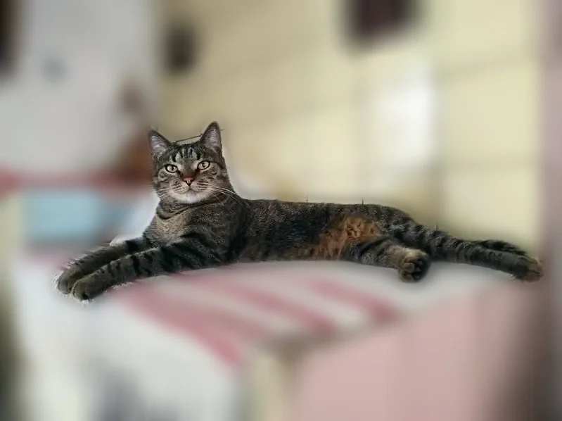 Пропала кошка, Черняховского, д. 1, Воронеж — кот по кличке Витюня, 9 лет - photo