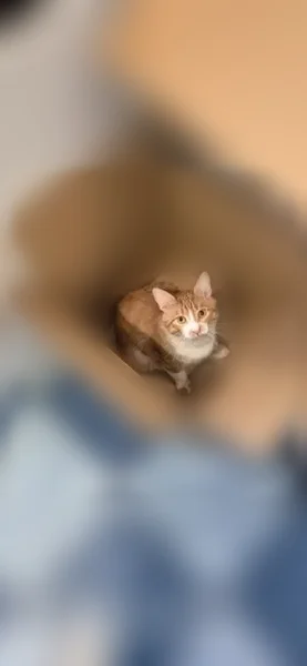 Пропала кошка, Бекетова, Нижний Новгород — рыжий кот с белыми лапками - photo