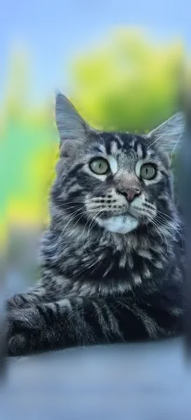 Пропала кошка, Химки, Юбилейный, д. 78, Химки — смелый кот, предположительно прыгнул в окно - photo