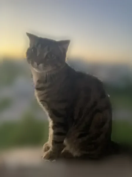 Пропала кошка, Новокузнецк, Авиаторов, д. 66 — молодой некастрированный котик - photo