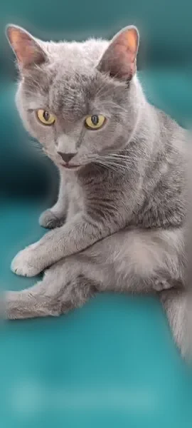Пропала кошка, Бор, Западная, д. 19, Бор — кастрирован, 10 лет, домашний - photo