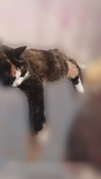 Пропала кошка, Портнягина, д. 24, Лесосибирск — кошка Люся, чёрно-коричневый окрас - photo