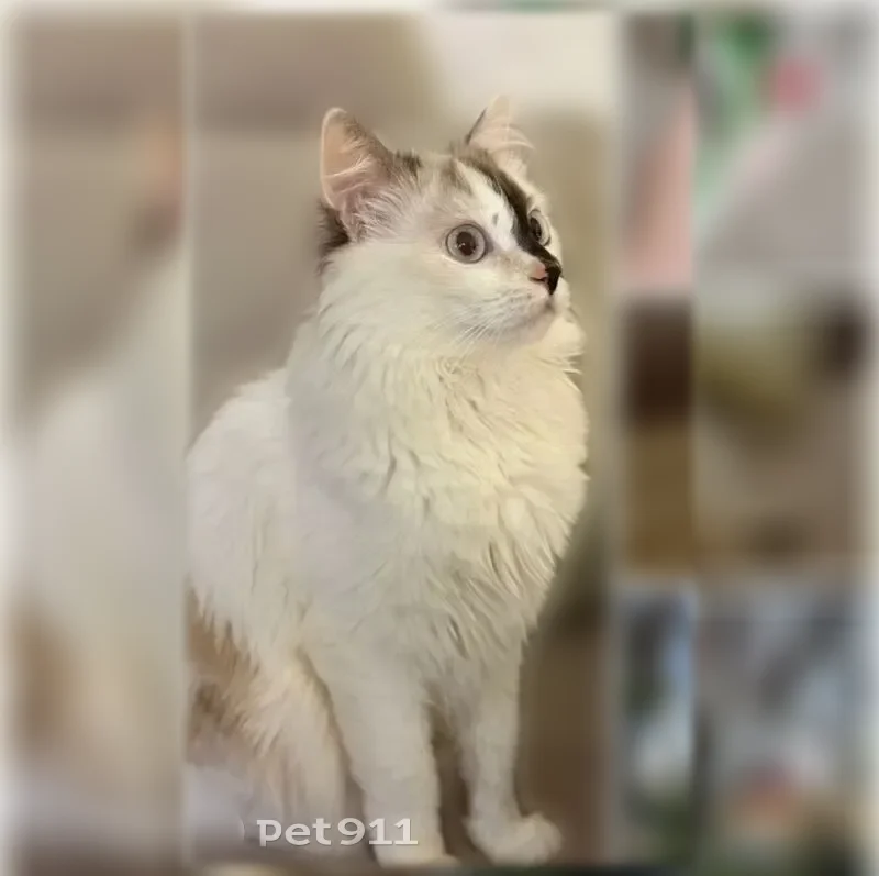 Пропала кошка, Кунгур, Бачурина, д. 15, Кунгур — светлая, с тёмным пятном на носу - photo