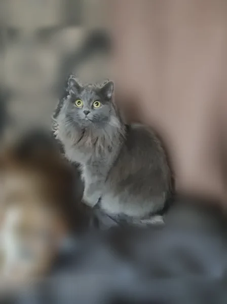 Пропала кошка, Ангарская, д. 11, Прокопьевск — серая длинношёрстная, откликается на Луша или Лукерья - photo