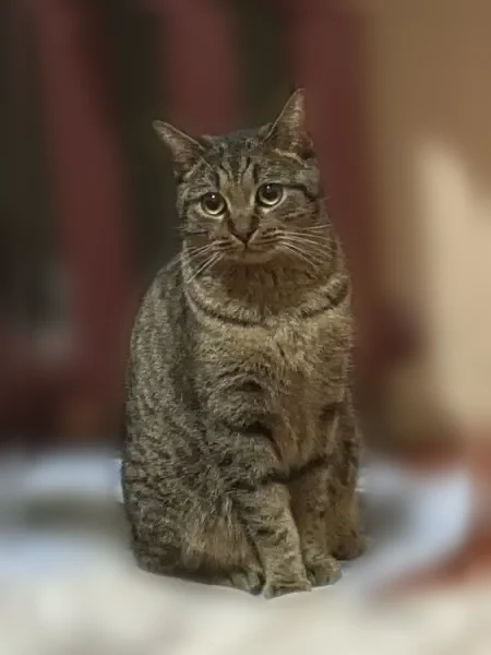Пропала кошка, Район Центральный (г Норильск), Бегичева, д. 12, Норильск - photo