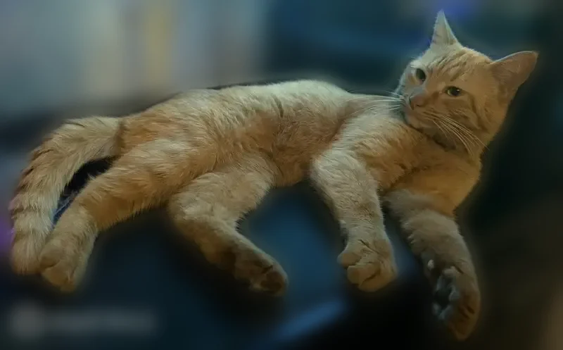 Пропала кошка, Таганрог, 4-й Новый, д. 2, Таганрог — худощавая, чёрные точки на кончике носа - photo