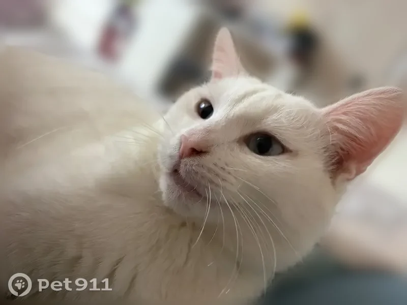 Пропала кошка, Пушкарка, Выездное — белая, очень ласковая, любит облизывать пальцы - photo
