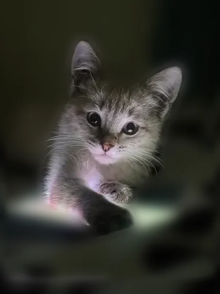 Пропала кошка, Орск, Доронина, д. 77, Орск — спокойный ласковый котёнок, с чёрными лапками и хвостиком - photo