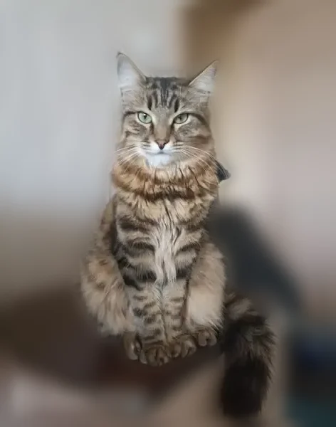 Пропала кошка, Владимир, Растопчина, д. 3, Владимир — кот Барсик, очень ласковая, пушистая - photo