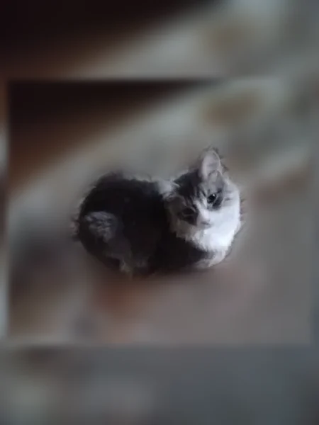 Пропала кошка, Конаково — спрыгнула с балкона - photo