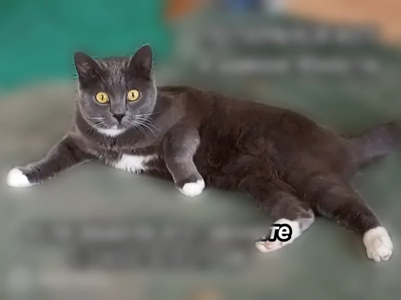 Пропала кошка, Ужур, Юности, д. 3 — серый окрас, жёлтые глаза - photo