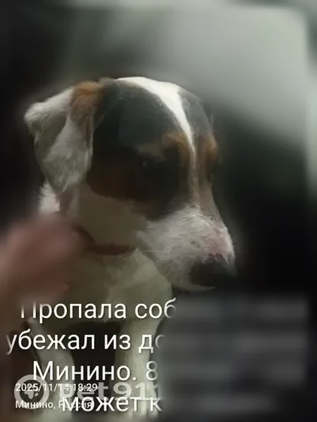 Пропала собака, Деревня Минино (г Красноярск), Совхозная, Минино — трёхцветная, в розовом текстильном ошейнике - photo