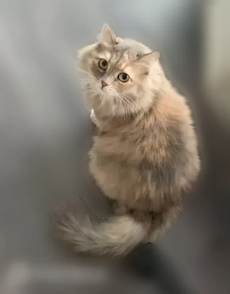 Пропала кошка, Ивана Черных, д. 3, Томск — взрослaя, живот выбрит - photo