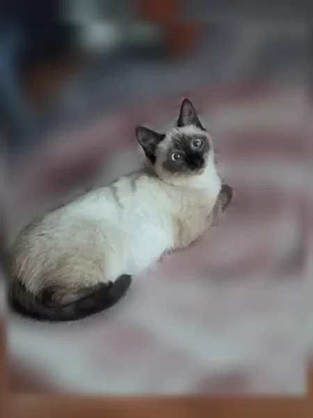 Пропала кошка, Барнаул, Весенняя, д. 10 — молодая, полусиамская, выпрыгнула с окна 2 этажа - photo