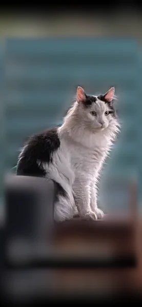 Пропала кошка, Озёры, Ленина, Озёры — пушистая, бело-чёрная, глаза желто-зелёные - photo
