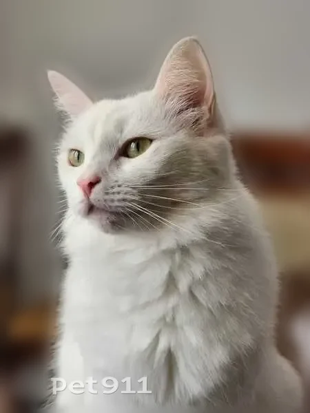 Пропала кошка, Санкт-Петербург, Костюшко, д. 86 — белая, длинная шерсть, тёмное пятно на голове - photo
