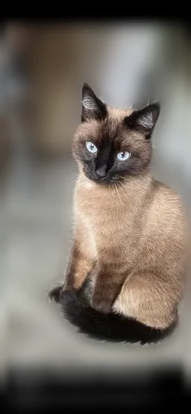 Пропала кошка, Оренбург, Тупой — кот Мотя, домашний и спокойный - photo