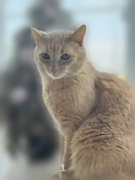 Пропала кошка, Ленина, д. 21, Касимов — рыжий кот со сломанными клыками - photo