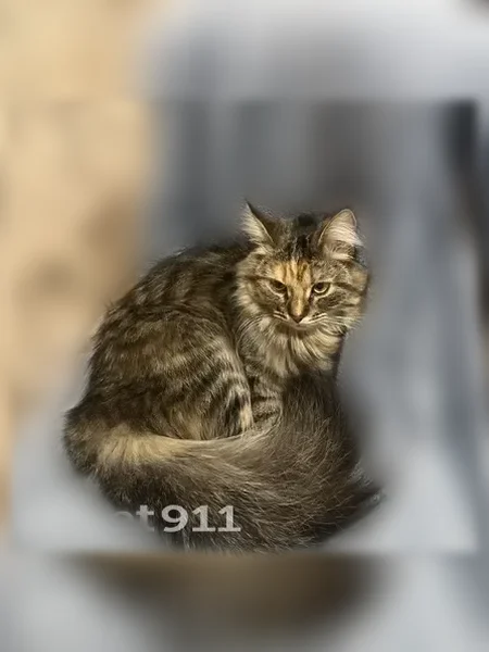 Пропала кошка, Ленина, д. 3, Жуков - photo