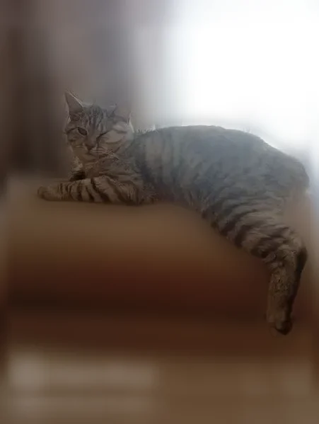 Пропала кошка, Аша, Советская, Аша — очень добрый ручной кот, откликается на кличку Кокос - photo