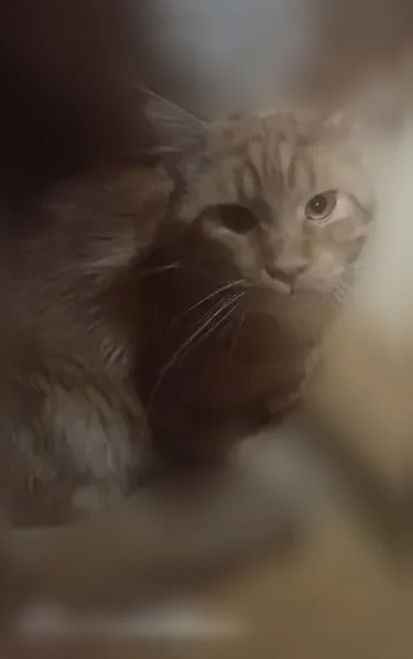 Пропала кошка, Дубна, 2-й Радужный, д. 7, Дубна — очень разговорчивая и домашняя - photo