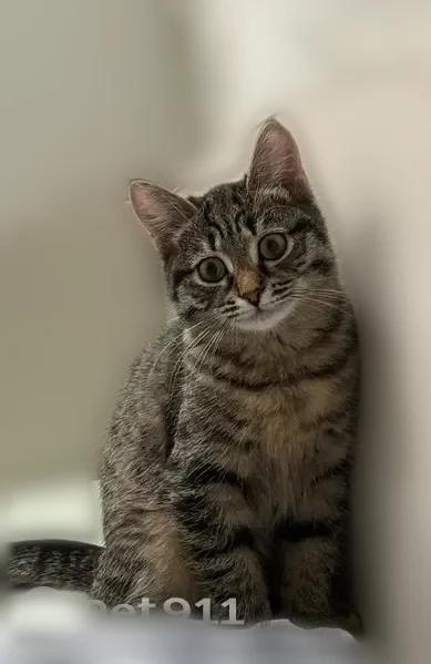 Пропала кошка, Нижний Тагил, Окунева, д. 1А — стерилизована, 10 мес. - photo