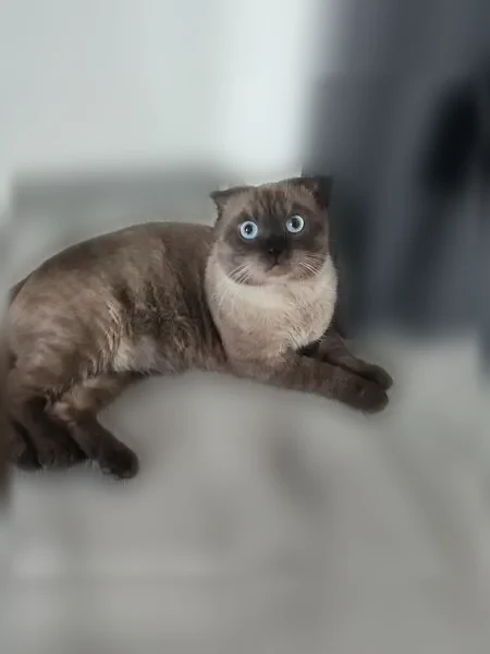 Пропала кошка, Ливны, Сосновская, д. 88 — похожа на сиамскую, вислоухая - photo