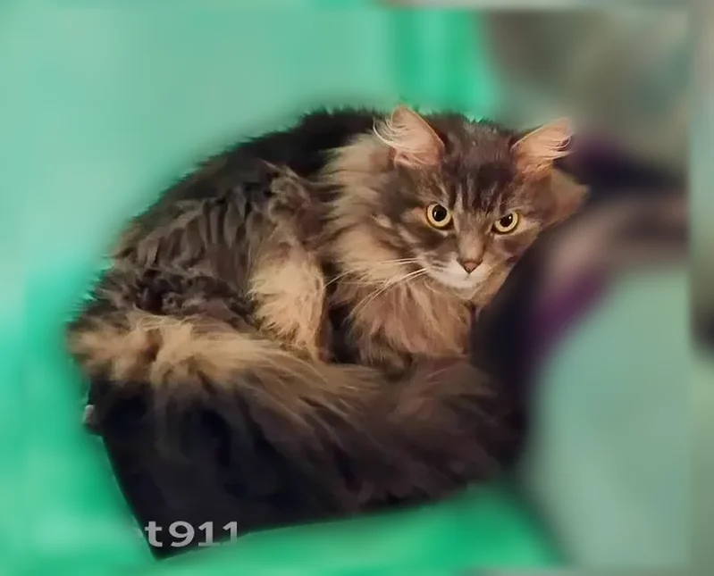 Пропала кошка, Тула, Кутузова, д. 88а, Пролетарский — выпала с 1 этажа - photo