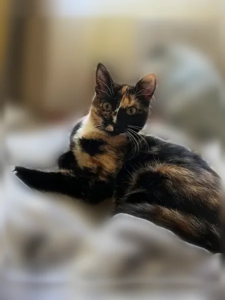 Пропала кошка, Туймазы, Мичурина, Туймазы - photo