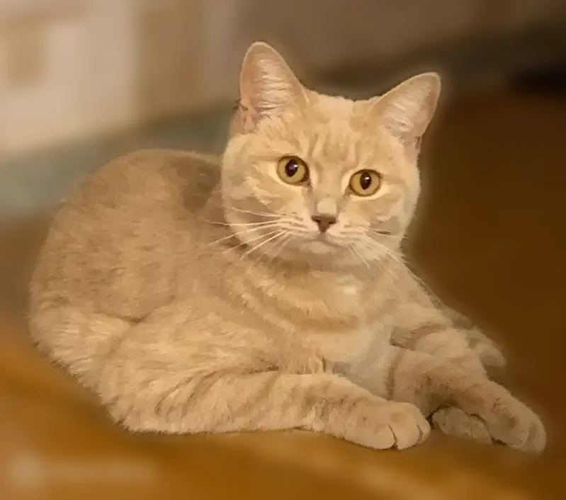Пропала кошка, Район Ленинский (г Уфа), Правая Белая, д. 9а, Уфа — рыже-серый окрас, янтарные глаза - photo