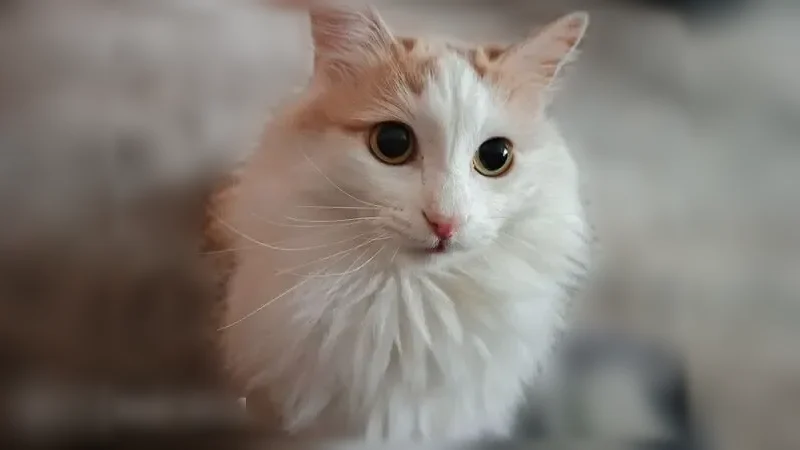 Пропала кошка, Советская, д. 8, Советская Гавань — пушистая, белая с коричневыми пятнышками - photo