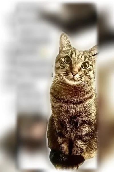 Пропала кошка, Кружевная, д. 14, Краснодар — серо-коричневый окрас, немного белая мордочка - photo