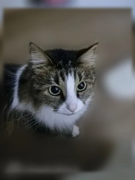 Пропала кошка, Котовск, Профсоюзная, д. 11 — очень пугливая, спрыгнула с окна - photo