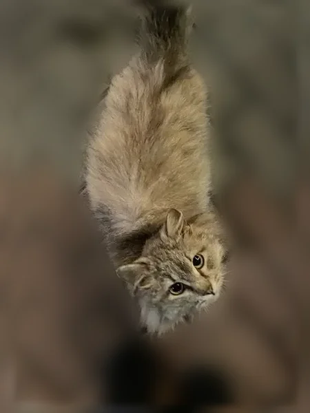 Пропала кошка, Челябинск, Ленина, д. 40 — большая рваная рана на шее - photo