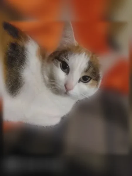Пропала кошка, Сергиев Посад, Железнодорожная, д. 34 — упала со второго этажа - photo