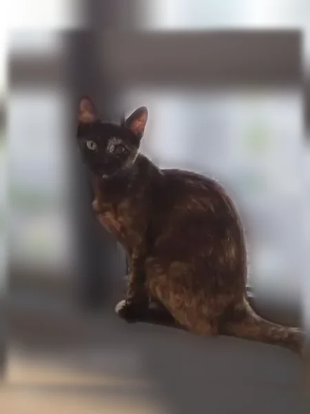Пропала кошка, Мурино, Екатерининская, д. 2, Мурино — чёрная небольшая кошка, левый глазик отличается - photo