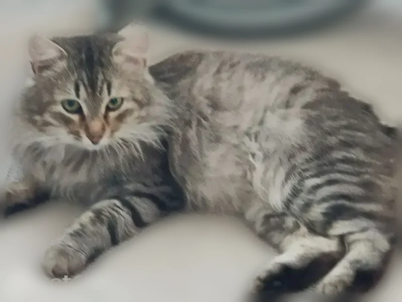 Найдена кошка, Район Первомайский (г Пенза), Мира, д. 69, Пенза — сибирский кот, пушистый, около года - photo