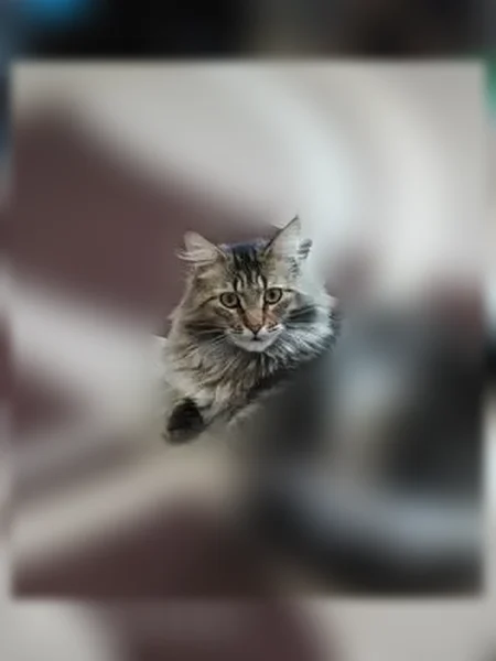 Пропала кошка, Касли, Ленина, д. 12, Касли — откликается на имя Тимоша - photo
